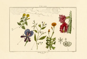 Reloj Floral